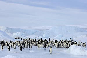 Emperor penguin colony (Aptenodytes forsteri), Snow Hill Island, Weddell Sea Emperor penguin colony (Aptenodytes forsteri), Snow Hill Island, Weddell Sea