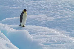 Indigenous Prints: Emperor penguin stands on sea ice in Antarctica while observing its surroundings near Snow Hill Island
