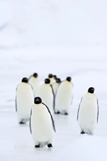 South Pole Prints: Emperor penguins (Aptenodytes forsteri), Snow Hill Island, Weddell Sea