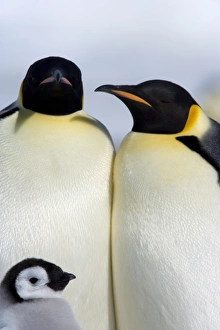 Emperor penguins (Aptenodytes forsteri), Snow Hill Island, Weddell Sea
