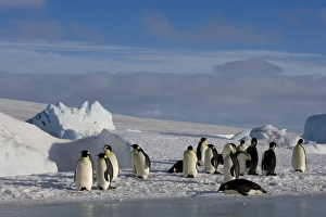 Emperor penguins (Aptenodytes forsteri), Snow Hill Island, Weddell Sea