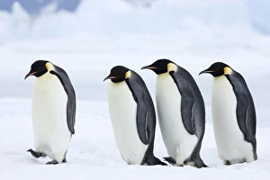 Emperor penguins (Aptenodytes forsteri), Snow Hill Island, Weddell Sea
