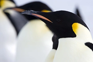 Emperor penguins (Aptenodytes forsteri), Snow Hill Island, Weddell Sea
