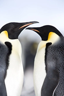 Emperor penguins (Aptenodytes forsteri), Snow Hill Island, Weddell Sea