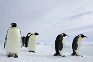 Emperor penguins (Aptenodytes forsteri), Snow Hill Island, Weddell Sea