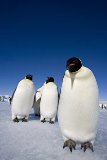 Emperor penguins (Aptenodytes forsteri), Snow Hill Island, Weddell Sea