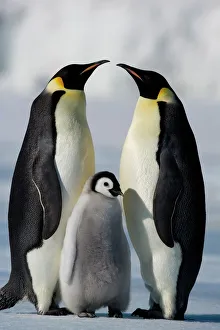 Emperor penguins (Aptenodytes forsteri) and chick, Snow Hill Island, Weddell Sea