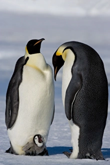 Emperor penguins (Aptenodytes forsteri) and chick, Snow Hill Island, Weddell Sea