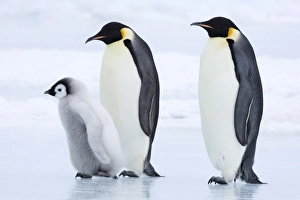 Emperor penguins (Aptenodytes forsteri) and chick, Snow Hill Island, Weddell Sea
