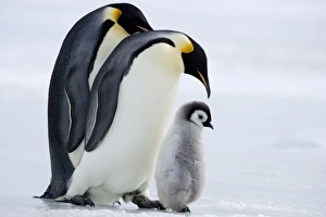 Emperor penguins (Aptenodytes forsteri) and chick, Snow Hill Island, Weddell Sea