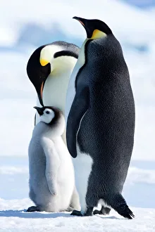Antarctica Prints: Emperor penguins (Aptenodytes forsteri) and chick, Snow Hill Island, Weddell Sea