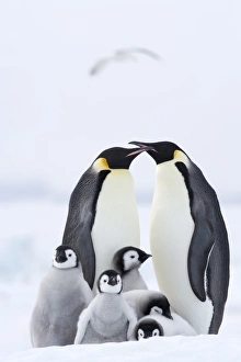 Emperor Prints: Emperor penguins (Aptenodytes forsteri) and chicks, Snow Hill Island, Weddell Sea