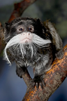 Images Dated 30th April 2009: Emperor tamarin (Saguinus imperator) in captivity, Denver Zoo, Denver, Colorado