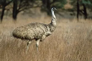 South Australia Prints: Emu, Dromaius novaehollandiae, Flinders Ranges National Park, South Australia, Australia