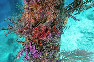 Raja Ampat Prints: Encrusting sponges, soft corals