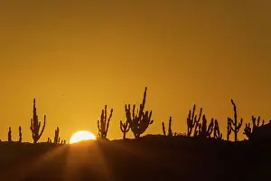 Sunset View Prints: The endemic candelabra cactus (Jasminocereus thouarsii) growing in the Galapagos Islands Archipelago