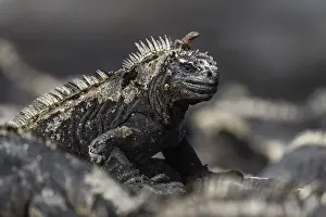 The endemic Galapagos marine iguana (Amblyrhynchus cristatus), with lava lizard, Fernandina Island