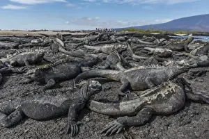 The endemic Galapagos marine iguana (Amblyrhynchus cristatus) basking on Fernandina Island