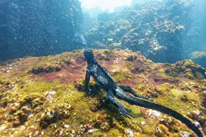 Ecological Diversity Prints: The endemic Galapagos marine iguana (Amblyrhynchus cristatus) feeding underwater in the Galapagos