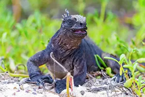 Animal Kingdom Prints: The endemic Galapagos marine iguana (Amblyrhynchus cristatus) in the Galapagos Island Archipelago