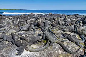 Ecological Diversity Prints: The endemic Galapagos marine iguana (Amblyrhynchus cristatus) in the Galapagos Island Archipelago