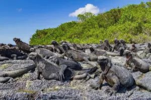 Tropical Climate Prints: The endemic Galapagos marine iguana (Amblyrhynchus cristatus) in the Galapagos Island Archipelago