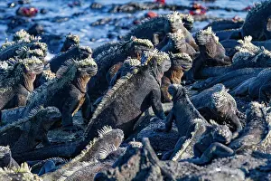 Wildlife Protection Prints: The endemic Galapagos marine iguana (Amblyrhynchus cristatus) in the Galapagos Island Archipelago
