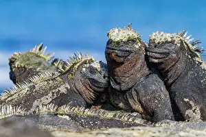 Natural History Prints: The endemic Galapagos marine iguana (Amblyrhynchus cristatus) in the Galapagos Island Archipelago