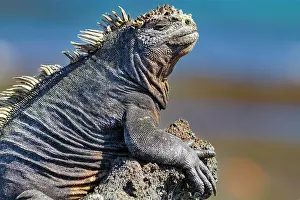 Relax Prints: The endemic Galapagos marine iguana (Amblyrhynchus cristatus) in the Galapagos Island Archipelago
