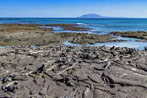 Wildlife Protection Prints: The endemic Galapagos marine iguana (Amblyrhynchus cristatus) in the Galapagos Island Archipelago
