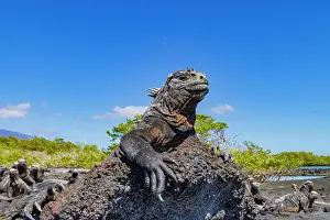 Ecological Diversity Prints: The endemic Galapagos marine iguana (Amblyrhynchus cristatus) in the Galapagos Island Archipelago