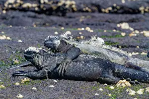 Animal Kingdom Prints: The endemic Galapagos marine iguana (Amblyrhynchus cristatus) in the Galapagos Island Archipelago