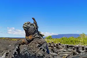 Natural History Prints: The endemic Galapagos marine iguana (Amblyrhynchus cristatus) with a lava lizard on top of its head