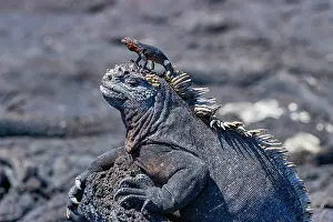 Cold Blooded Prints: The endemic Galapagos marine iguana (Amblyrhynchus cristatus) with a lava lizard on top of its head