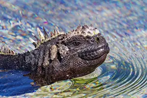 Cold Blooded Prints: The endemic Galapagos marine iguana (Amblyrhynchus cristatus) swimming in the Galapagos Islands