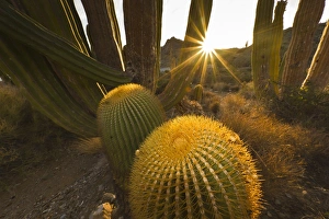 Cacti Prints: Endemic giant barrel cactus (Ferocactus diguetii)
