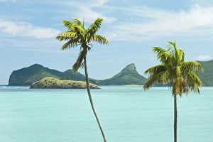 Tasman Sea Prints: Endemic Kentia palms, also cultivated for worldwide sale