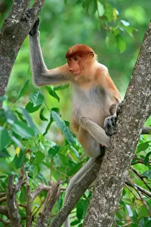 Borneo Prints: Endemic proboscis monkey sitting on a branch in the forest among leaves in Borneo