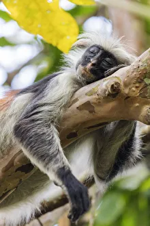 Sleeping Prints: Endemic Red Colobus monkey (Piliocolobus), Jozani Forest, Jozani Chwaka Bay National Park