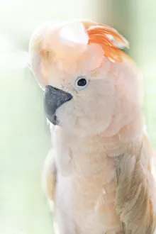 Eye Contact Gallery: An endemic Salmon-crested cockatoo (Moluccan cockatoo), Seram, Moluccas (Maluku)