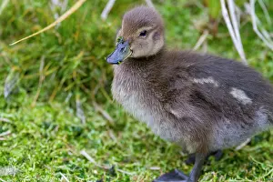 Wetlands Prints: Endemic South Georgia pintail chick forages in grass on South Georgia Island in the Southern Ocean