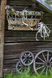 Antlers Prints: Engholm Husky Centre, Karajok, Finnmark, Norway, Scandinavia, Europe