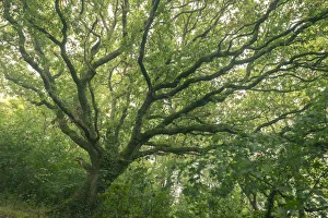 English Oak tree with summer foliage, Cornwall, England, United Kingdom, Europe