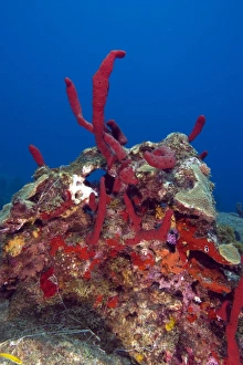 Bizarre Prints: Erect rope sponge (Amphimedon compressa)