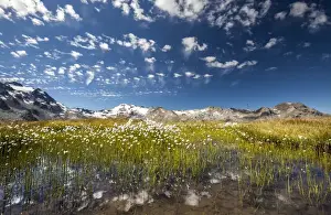 Uncultivated Prints: Eriophorus (cotton grass) blooming in the water of a lake in Upper Engadine