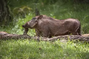 Dayime Prints: Eritrean warthog (Phacochoerus africanus aeliani) scratching on a log