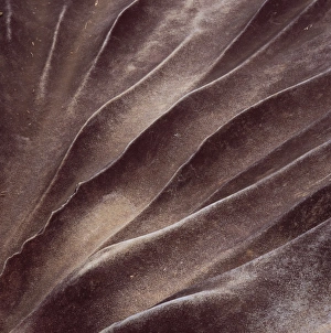 Ridges Prints: Eroded sandstone, Kamarang Station, Upper Mazaruni District, Guyana, South America