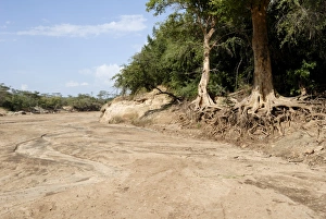 Root Prints: Erosion, Turmi, Ethiopia, Africa