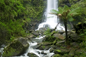 Tree Fern Prints: Erskine Fall, Angahook National Forest, Great Ocean Road, Victoria, Australia, Pacific