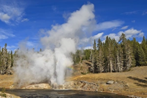 Geyser Prints: Eruption of Riverside Geyser, Firehole River